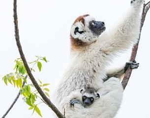 Lemur photo 6