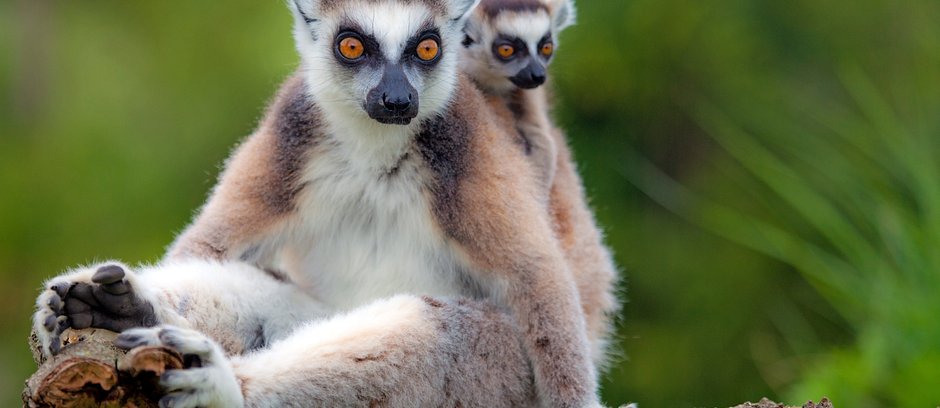 edit-edit-Special Lemur